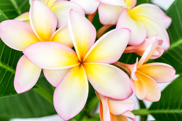 Plumeria or frangipani flower, Tropical flower.