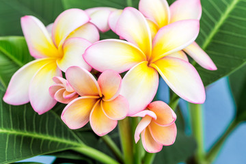 Obraz na płótnie Canvas Plumeria or frangipani flower, Tropical flower.