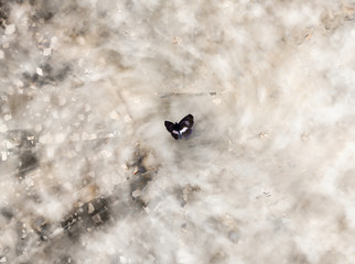 Butterfly in the Storm