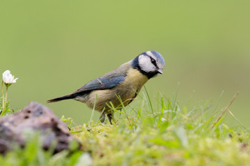 Nice tit with blue head looking up