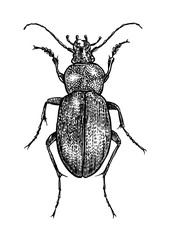 engraved, drawn,  illustration, insect, bug, beetle