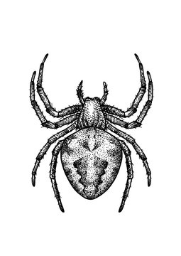 engraved, drawn,  illustration, insect, spider, garden orb