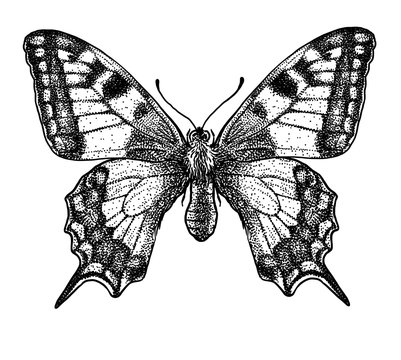 engraved, drawn,  illustration, insect, butterfly, swallow-tailed, Papilio