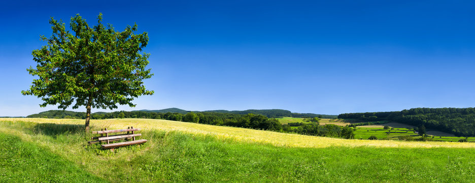 Fototapeta Zielony krajobraz w lecie jako tło