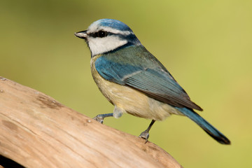 Obraz premium Nice tit with blue head looking up