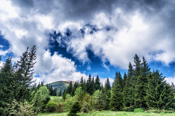 Mountain species on the route to Mount Hoverla