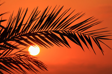 Silhouette of palm fronds at sunset. Cyprus.