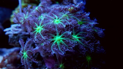 Close up coral photography - Clavularia Glove Polyps