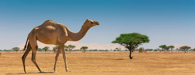 Poster Im Rahmen Desert landscape with camel © Oleg Zhukov
