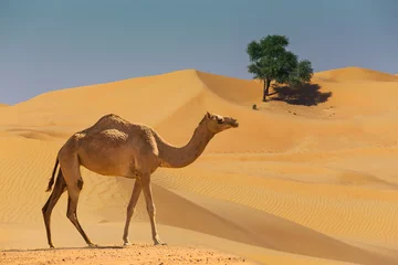 Poster Im Rahmen Wüstenlandschaft mit Kamel © Oleg Zhukov
