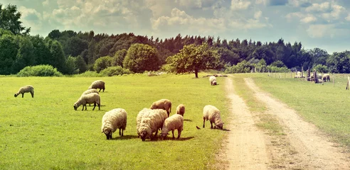 Poster de jardin Moutons Heard of sheeps taken a food, Europe
