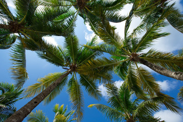 Plakat Green palm tree