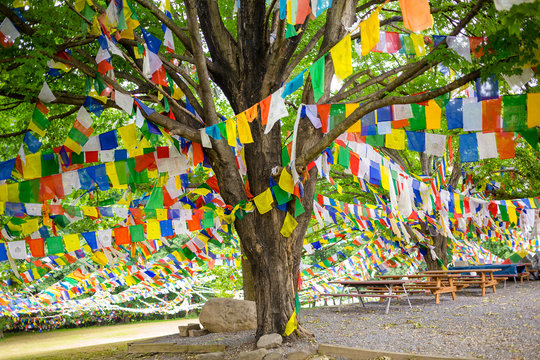 Tree with Tibetan Prayer Flags Temple