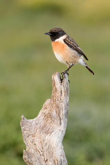 Beautiful wild bird