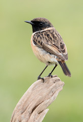 Beautiful wild bird