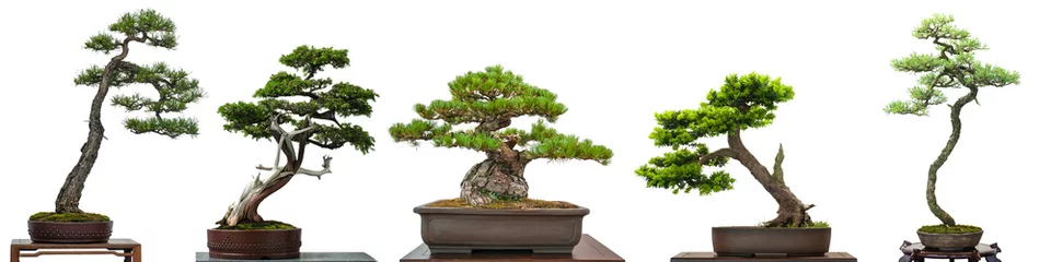 Abwaschbare Fototapete Bonsai Bonsai Bäume Nadelbäume aus Japan