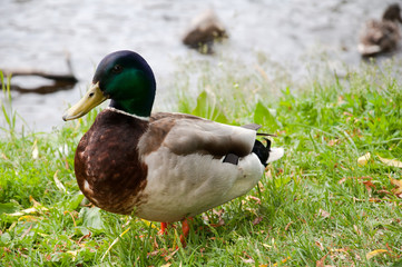 Ducks in city park