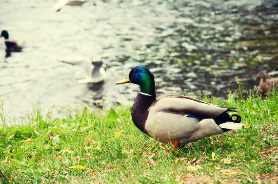 Ducks in city park