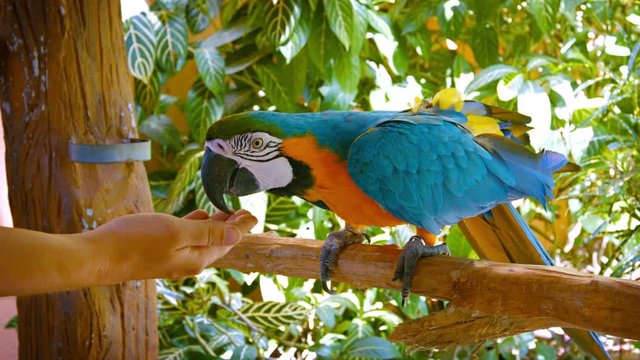 Video UltraHD - Colorful and friendly, blue-and-yellow macaw (Ara Ararauna), eating from the hand
