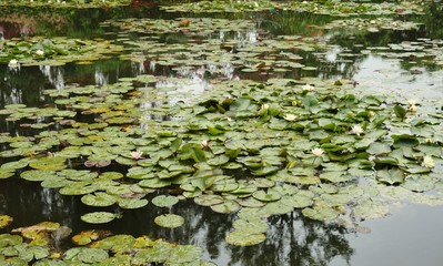 Waterlily flowers in the Nymphea Pond in Giverny