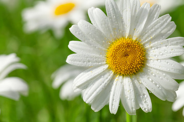 Fototapeta na wymiar Chamomile flower