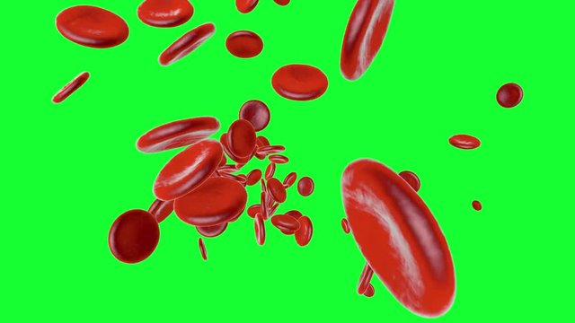 Flowing Erythrocyte cells on a green screen background.		
