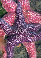 Purple starfish climbing over a pink starfish