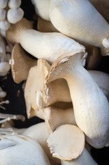 Organic Eryngii Mushrooms