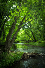 Fototapeta na wymiar Green Summer Swamp