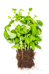 Basil with roots on white background