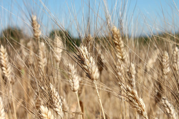 Champs de blé