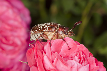chafer on a rose