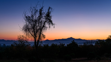 Fototapeta na wymiar Dawn sky and silhouette tree