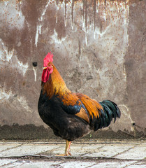 Lonely rooster on the background of the old iron sheet.