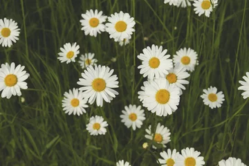 Acrylic prints Daisies white daisies