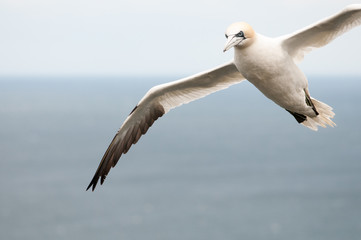 Obraz premium Gannet flying in