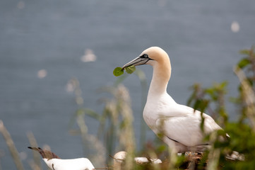 Gannet with leaf