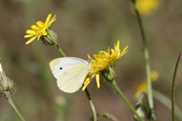 White butterfly among yellow flowers