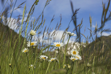 wind flowers in the mountains