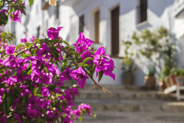 Fototapeta na wymiar bougainvillea pink flowers in a charming street in Frigiliana, A