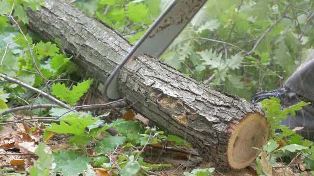 Cutting tree to log pieces 4K 2160p UHD footage - Cutting wooden logs 4K 3840X2160 UHD video 