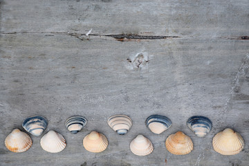 Fototapeta na wymiar old grey wooden planks background with beach sea shells 