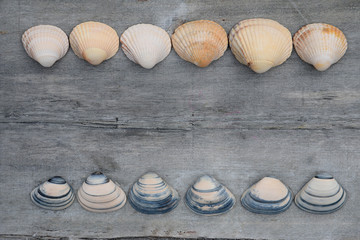 old grey wooden planks  background with beach sea shells 