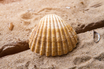 Scallop seashell on sand background. Beautiful seashell on sand. Spend vacation in exotic place. Far from civilization.