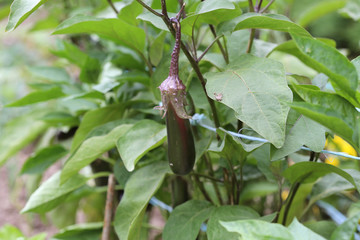 Aubergine