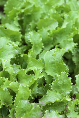 Salades