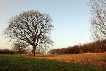 Wiese mit einzelnem Baum im Herbst
