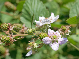 Brombeerblüten, Brombeeren, Rubus sectio Rubus