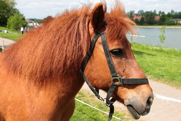 Pferd auf der Weide am See