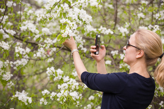 Portrait of a young smiling woman taking picture of an apple trees' flowers by her smartphone. Girl and blooming apple tree. Spring time with trees flowers. photo on phone. Outdoors.